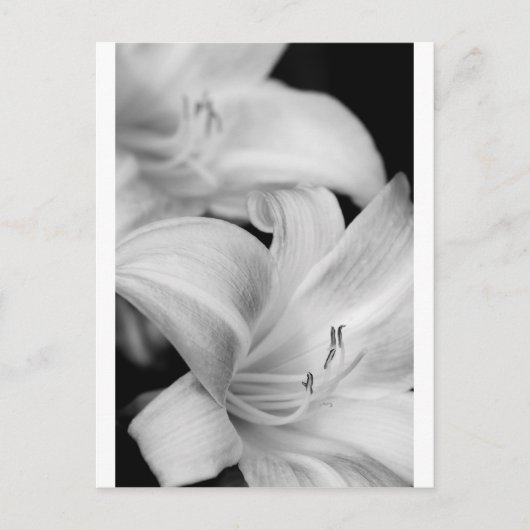 Carte Postale Fleur (Devant)