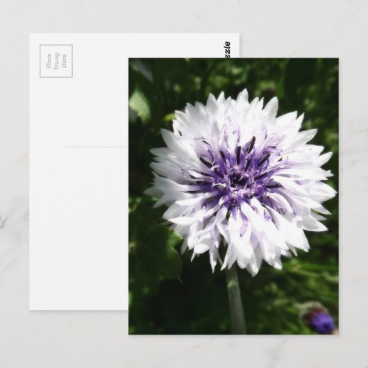 Carte Postale fleur (Devant / Derrière)