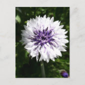 Carte Postale fleur (Devant)