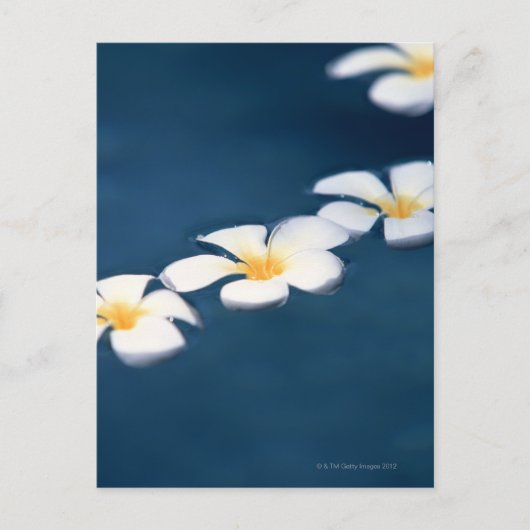 Carte Postale Fleur (Devant)