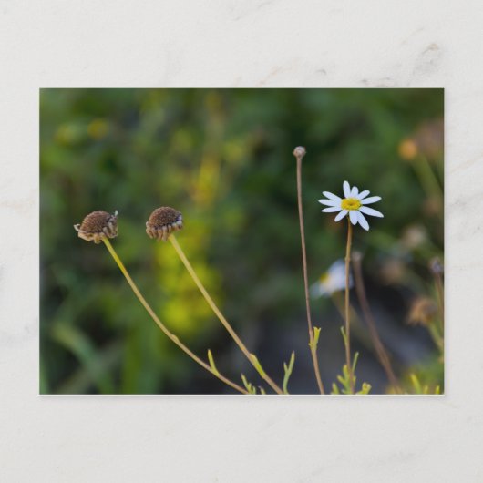 Carte Postale Fleur (Devant)
