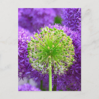 Carte Postale Fleur