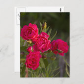 Carte Postale Fleur (Devant / Derrière)