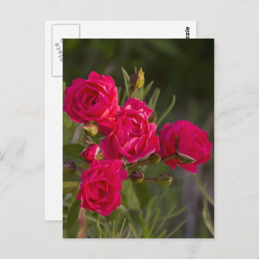 Carte Postale Fleur (Devant / Derrière)