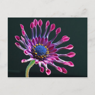 Carte Postale fleur
