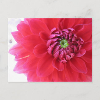 Carte Postale fleur