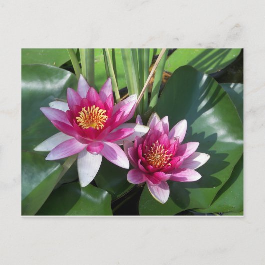 Carte Postale Fleur (Devant)