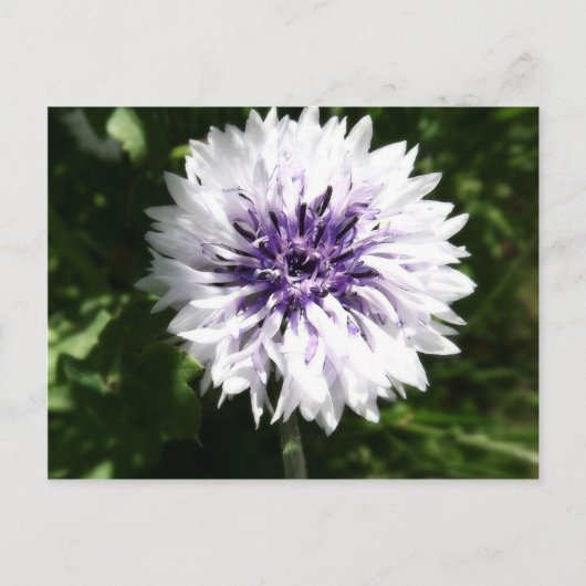Carte Postale fleur (Devant)