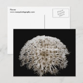 Carte Postale Fleur (Devant / Derrière)