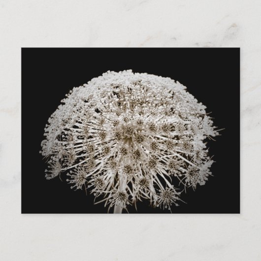 Carte Postale Fleur (Devant)
