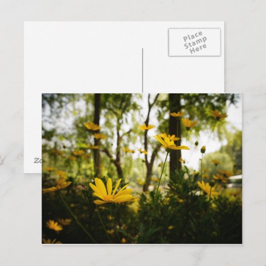 Carte postale Fleur_01 (Devant / Derrière)