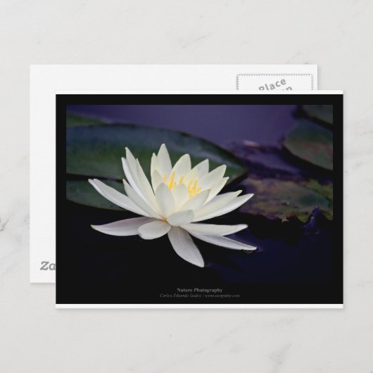 Carte Postale Fleur 039 Lys d'eau blanche (Devant / Derrière)