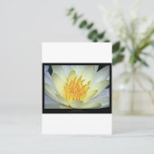 Carte Postale Fleur 061 Lys d'eau blanche (Debout devant)