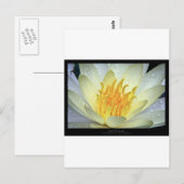 Carte Postale Fleur 061 Lys d'eau blanche (Devant / Derrière)
