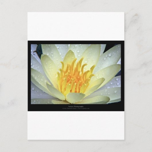 Carte Postale Fleur 061 Lys d'eau blanche (Devant)