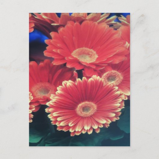 Carte Postale Fleur à pointe blanche (Devant)