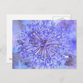 Carte Postale Fleur Allium En Bleu (Devant / Derrière)