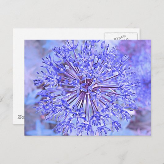 Carte Postale Fleur Allium En Bleu (Devant / Derrière)