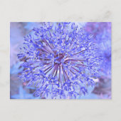 Carte Postale Fleur Allium En Bleu (Devant)