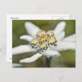 Carte Postale Fleur alpine Edelweiss (Devant / Derrière)