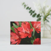 Carte postale Fleur Alstroemeria Rouge (Debout devant)