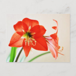 Carte Postale Fleur Amaryllis rouge