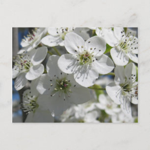 Carte postale Fleur Arbre à ressort