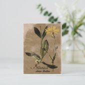Carte Postale Fleur Arnica de style vintage (Debout devant)
