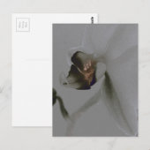 Carte Postale Fleur artistique dans les tons gris (Devant / Derrière)
