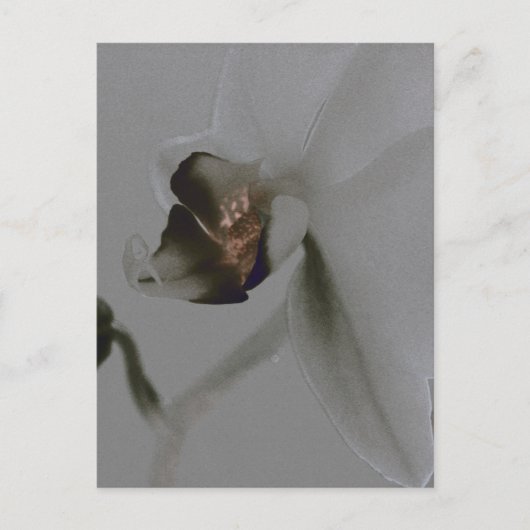 Carte Postale Fleur artistique dans les tons gris (Devant)