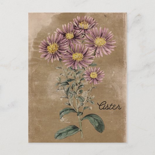 Carte Postale Fleur Aster Style vintage (Devant)