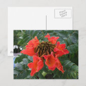 Carte Postale Fleur Belize (Devant / Derrière)