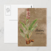 Carte Postale Fleur Bistort de style vintage (Devant / Derrière)