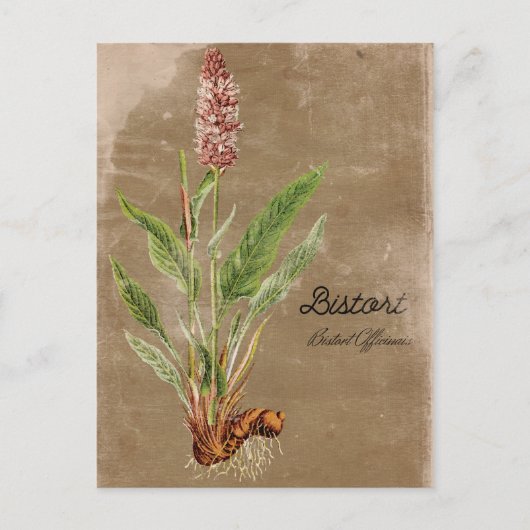 Carte Postale Fleur Bistort de style vintage (Devant)