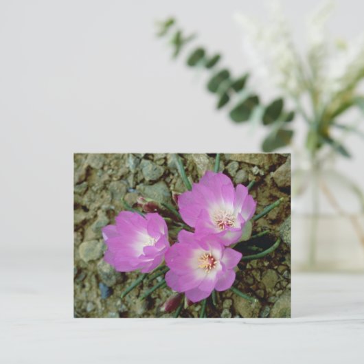 Carte Postale Fleur Bitterroot rouge (Debout devant)