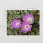 Carte Postale Fleur Bitterroot rouge (Devant / Derrière)