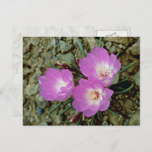 Carte Postale Fleur Bitterroot rouge (Devant / Derrière)