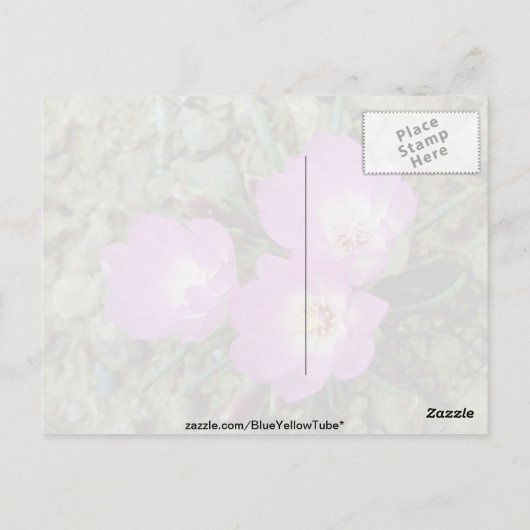 Carte Postale Fleur Bitterroot rouge (Dos)