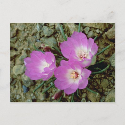 Carte Postale Fleur Bitterroot rouge (Devant)