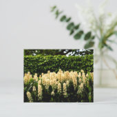 Carte Postale Fleur blanche (Debout devant)
