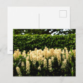 Carte Postale Fleur blanche (Devant / Derrière)