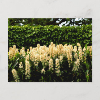 Carte Postale Fleur blanche