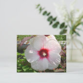 Carte Postale Fleur blanche (Debout devant)