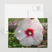 Carte Postale Fleur blanche (Devant / Derrière)