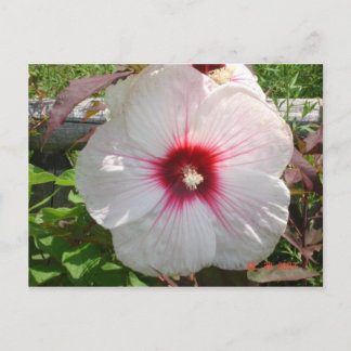 Carte Postale Fleur blanche