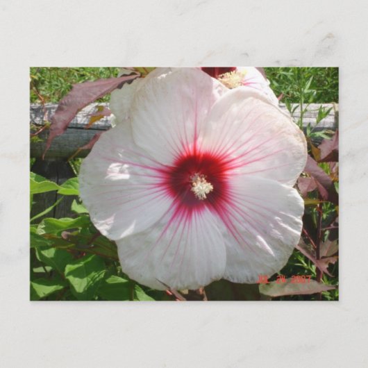 Carte Postale Fleur blanche (Devant)