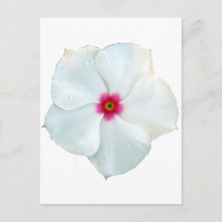 Carte Postale fleur blanche