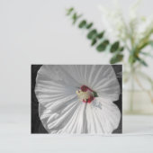 Carte Postale fleur blanche (Debout devant)