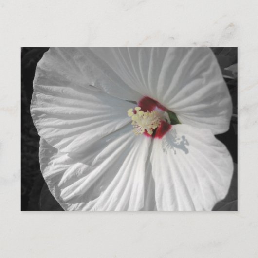 Carte Postale fleur blanche (Devant)