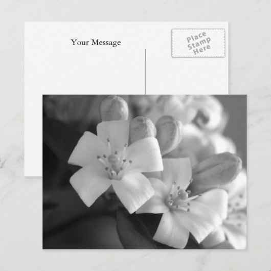 Carte Postale Fleur blanche (Devant / Derrière)